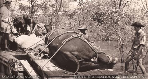 Operation Noah: Rescuing Rhodesian Wildlife As Kariba Dam Floods ...