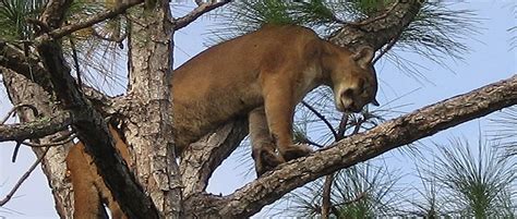 Conservation Easement Secures Florida Panther Habitat - The Wildlife ...