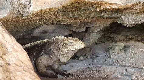 Cayman Brac Caves - 2020 All You Need to Know BEFORE You Go (with Photos) - Tripadvisor