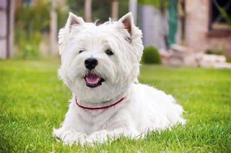 Westie Grooming Guidelines | Animal Behavior College