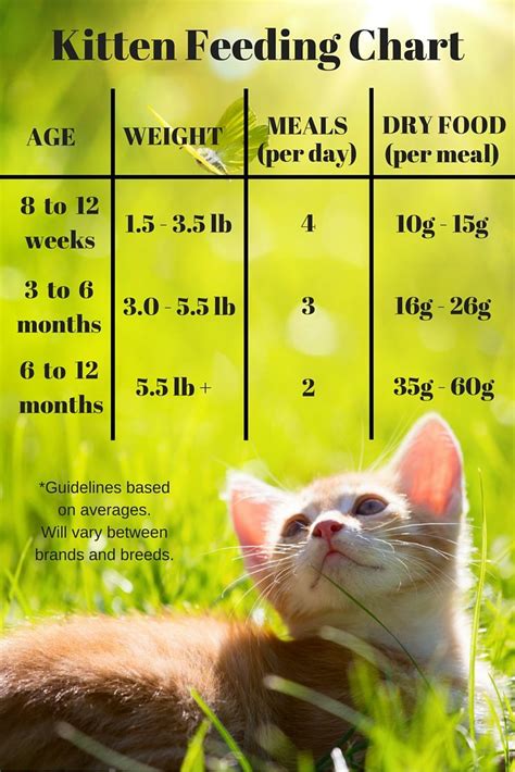 Feeding Your Kitten - Helpful Kitten Feeding Schedules and Charts | Feeding kittens, Kitten care ...