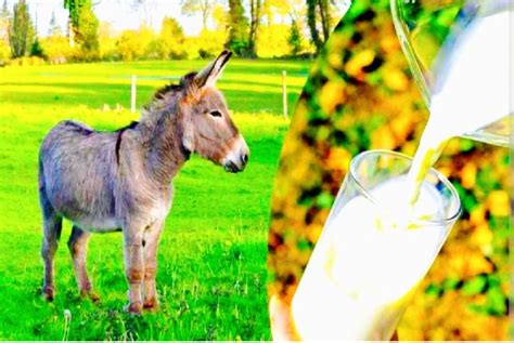 Donkey Milk at Rs 2900 in West Godavari - ID: 6609434 | KISAN DONKEY FORM