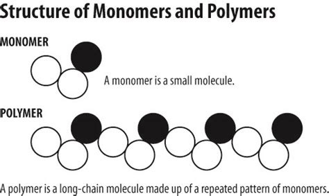 Explain the Difference Between Monomers and Polymers