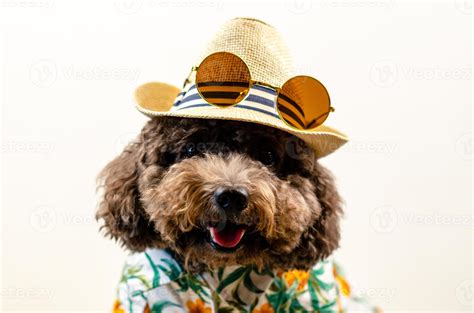 An adorable smiling black toy Poodle dog wears hat with sunglasses on ...