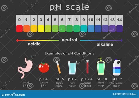 Scale of Ph Value for Acid and Alkaline Solutions, Infographic Acid ...