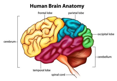 Brain Parts Cerebrum