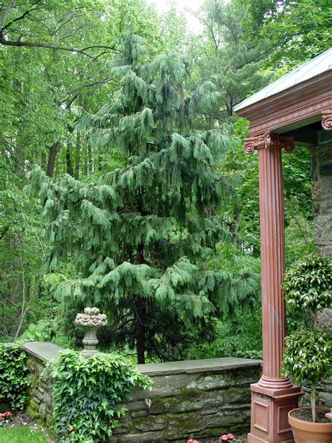 Weeping Alaska cedar | Garden Housecalls