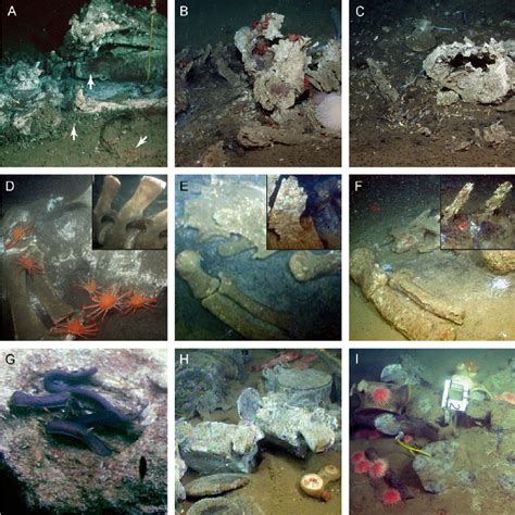 Temporal changes in whale-fall community structure. Whale 2893: (A) $ 7... | Download Scientific ...