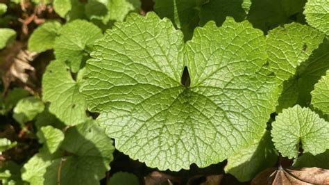 Why garlic mustard isn't a plant you want in your garden bed | CBC News