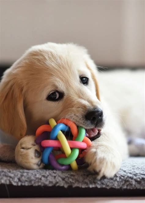 The 5 Best Toys for Blind Dogs-And Why They Love Them!