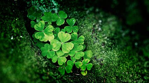 🔥 [30+] Shamrock Wallpapers HD | WallpaperSafari