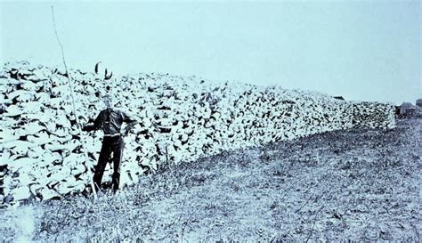 Haunting Images From America's 19th-Century Bison Extermination