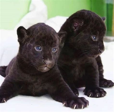 These Cute Black Leopard Cubs 🐆 : r/CuteAnimalsTogether