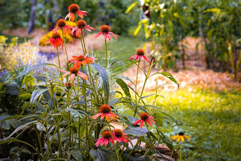 How to Grow Your Own Tea Garden + Helpful Harvesting Tips – Herbal Academy