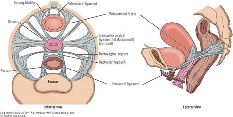 Transverse Cervical Ligament Of Uterus