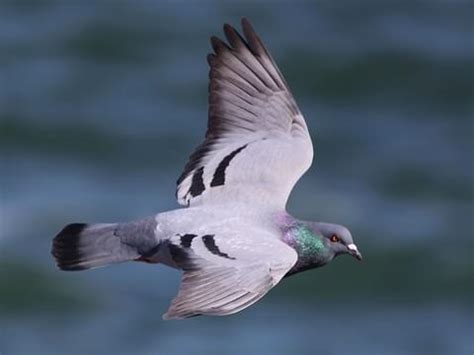 Rock Pigeon | Celebrate Urban Birds