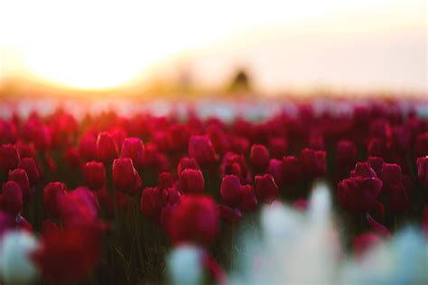 Flower Field 4K Wallpaper