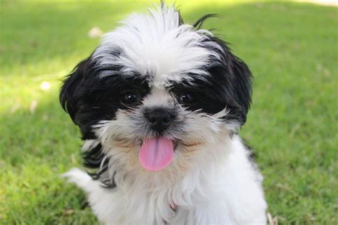 Famous Shih Tzu Puppy Cuts Photos 2022 - eternalinspire