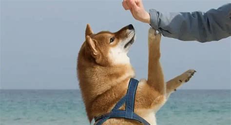 Shiba Inu - An Incredibly Smart And Pushy Dog For Experienced Owners