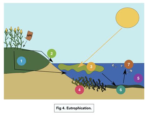 Draw A Diagram Of The Phosphorus Cycle