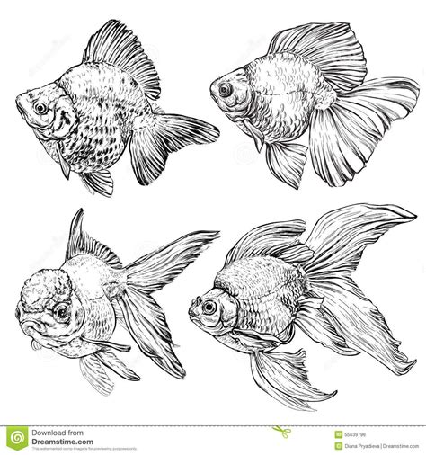 Animal Sketches, Animal Drawings, Art Sketches, Fish Drawings, Art Drawings, Koi, Goldfish Art ...
