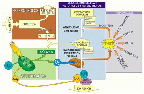 Metabolismo celular | Metabolismo celular, Metabolismo, Autotrofos y heterotrofos