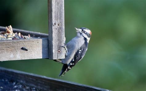 Downy Woodpecker gleaning fly-through feeder - FeederWatch