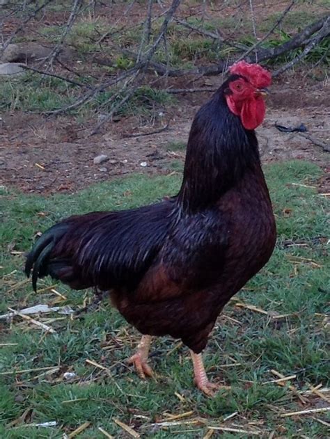 Is this RIR worth showing | BackYard Chickens - Learn How to Raise Chickens