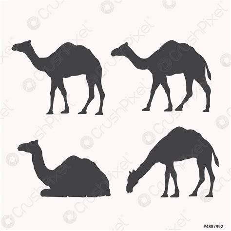 Camel silhouette black and white - stock vector 4887992 | Crushpixel