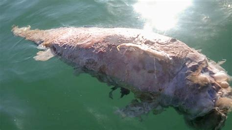 Are Vaquitas Extinct 2021 : Vaquita Genome Offers Hope For Species Survival Science Smithsonian ...