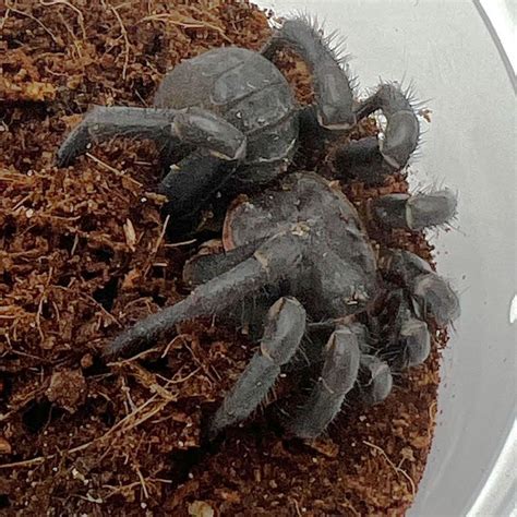 Black Armored Trap Door Spider - 2 to 3 inch