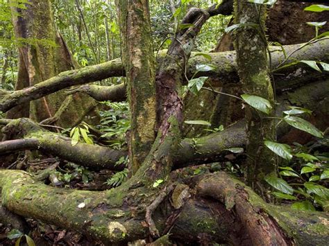 What Plants Grow In The Forest Floor Layer Of Rainforest | Viewfloor.co