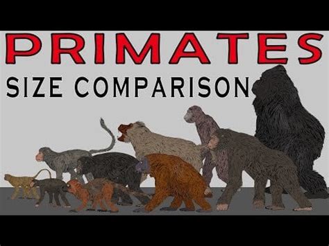 Extinct Primates Size Comparison | Mesozoic Fauna Animals Comparison ...