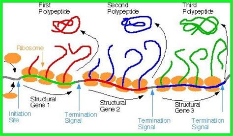 Can polycistronic mRNA be found in eukaryotes despite its notoriously ...