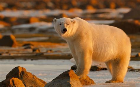 Stunning Polar Bear HD Wallpaper in a Serene Arctic Landscape