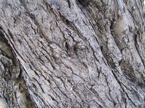 Olive Tree Bark Free Stock Photo - Public Domain Pictures