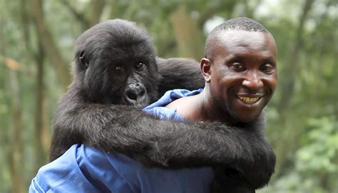 Docs: "Virunga" - The World’s Last Mountain Gorillas - Golden Globes