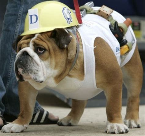 Halloween Costumes for Dogs: Tips on How to Measure for Size and Safety ...