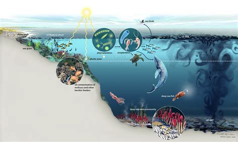 Nicolle R Fuller - Ocean Ecosystems: Everglades to Sea Vents