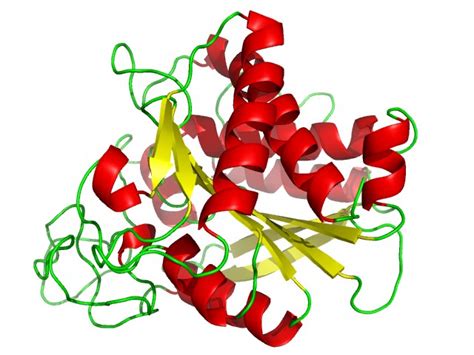 Carboxypeptidase Y - Creative Enzymes