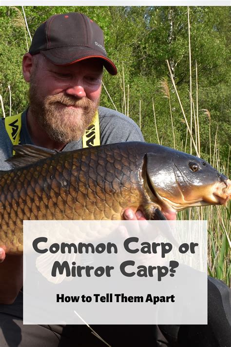 Mirror or Common Carp? | Common carp, Carp, Carp fishing