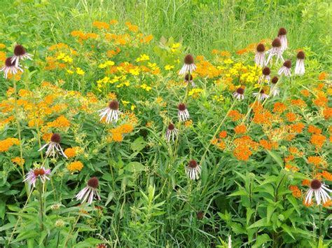 Browse Plants — Blooming Prairie Nursery