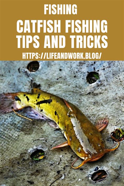 Catfish Fishing Tips And Tricks