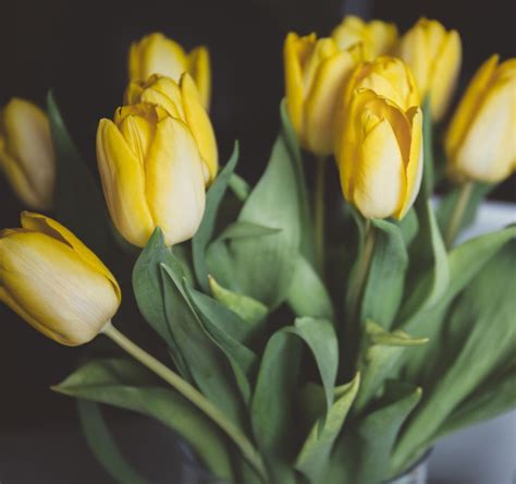 What Do Yellow Tulips Symbolism | Lipstutorial.org