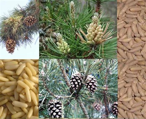 All about Ayurveda and Herbs: CHILGOZA Pine Nut चिलगोज़ा (Dry Fruit Nut)