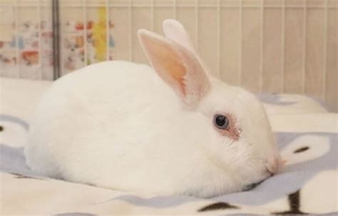 Rabbit Names: The 700 Most Popular Male and Female Bunny Names | PetPress