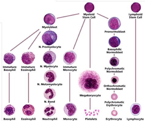 Myeloid Cells | Hematologia, Parasitologia, Bioquimica