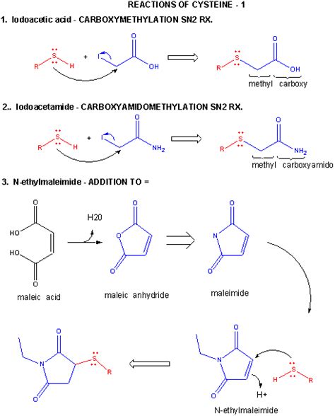 Cysteine Structure