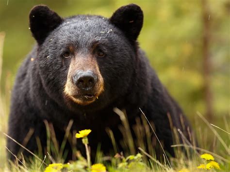 baribal, Black, Bear, Bear, Muzzle, Eyes, Predator Wallpapers HD ...