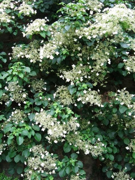 Hydrangea petiolaris – Peak Cottage Plants